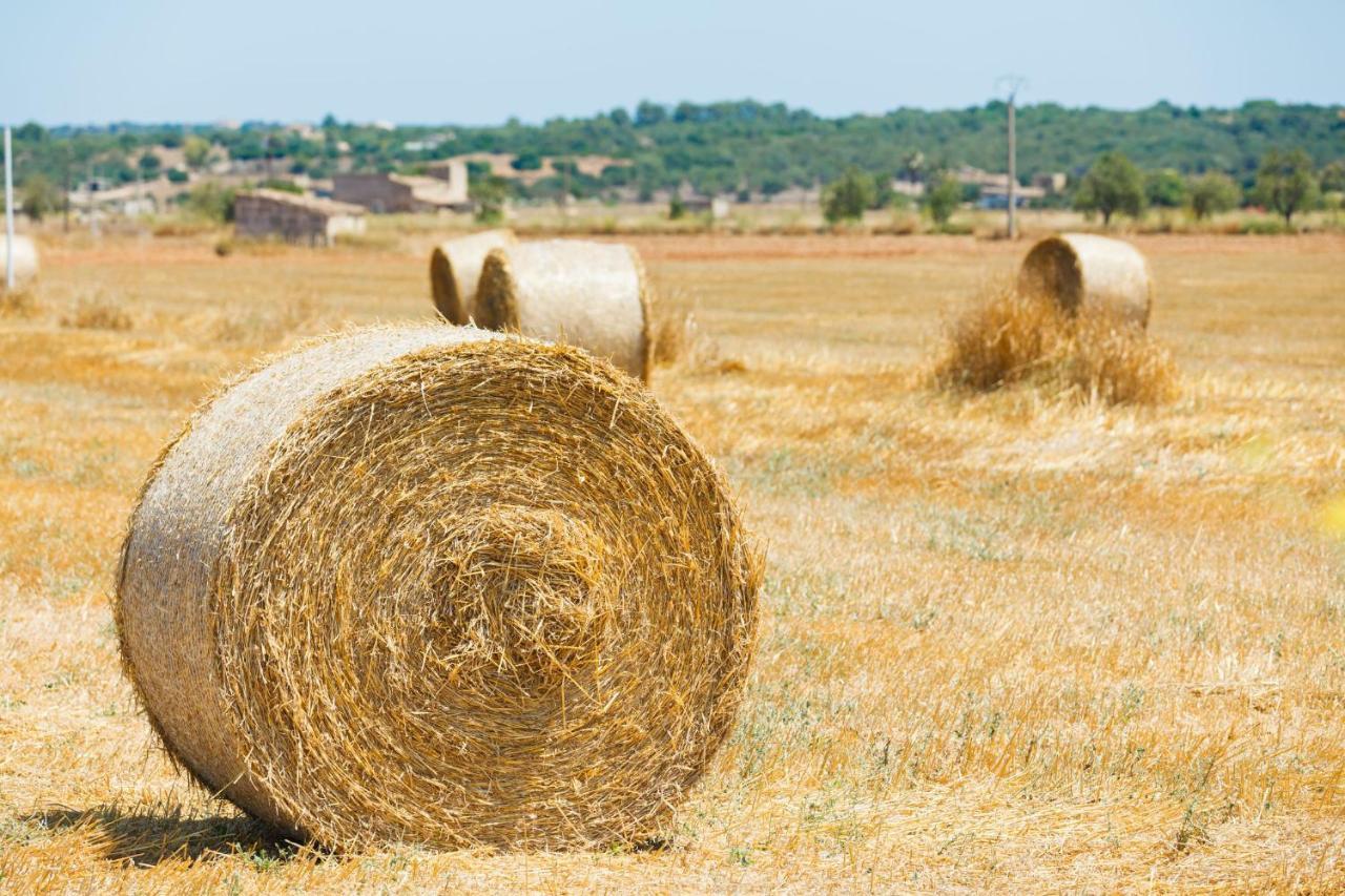 138 Finca Els Olivers Et1083 By Mallorca Charme Alcudia  Dış mekan fotoğraf